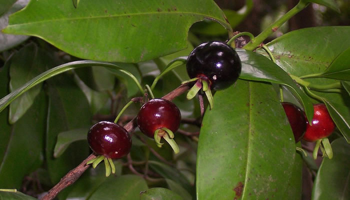 Frutas Típicas de Minas Gerais: Grumixama
