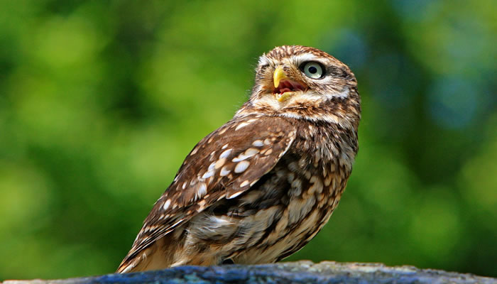 Mocho-galego (little owl)