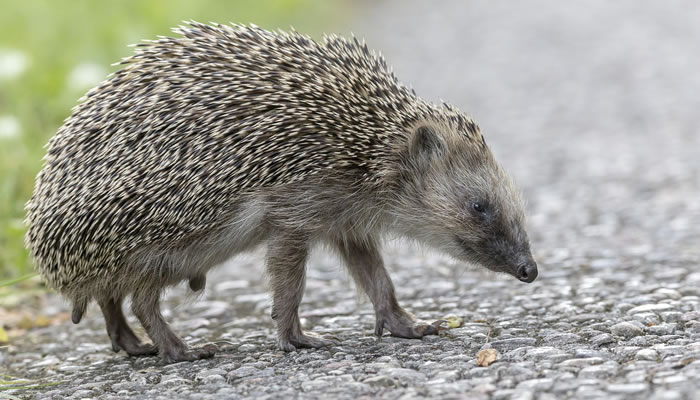 Ouriço-cacheiro (european hedgehog)