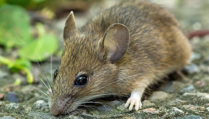 Animais Típicos do Reino Unido e Inglaterra: Rato-do-campo