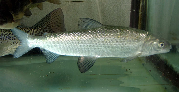 Animais Típicos do Reino Unido e Inglaterra: Peixe Schelly