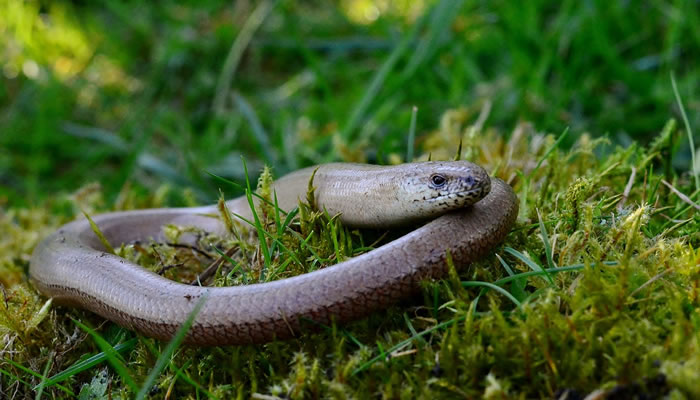 Animais Típicos do Reino Unido e Inglaterra: Slow worm