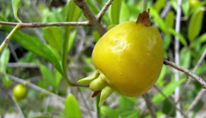 Frutas Típicas de Minas Gerais: Uvaia