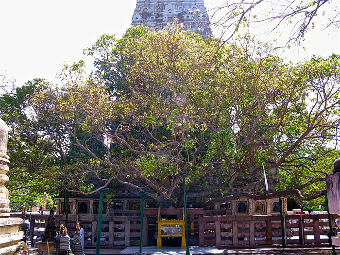 A árvore Bodhi, no Templo Mahabodhi (Bodh Gaya, na Índia)