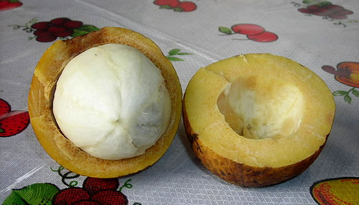 Frutas Típicas do Maranhão: Bacuri