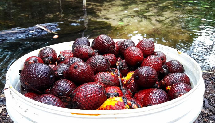 Frutas Típicas do Maranhão: Buriti