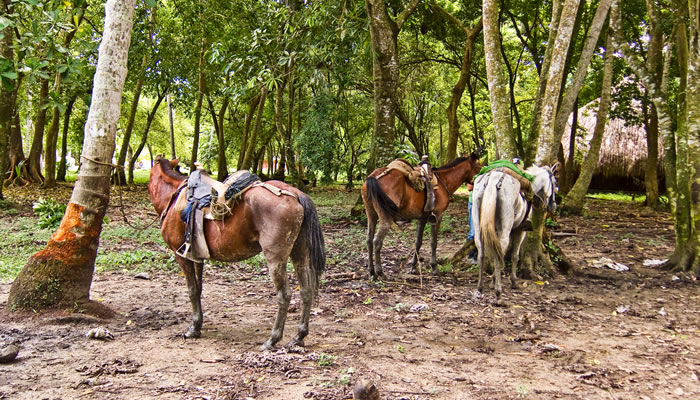 Cavalos no Parque Nacional Tayrona, na Colômbia
