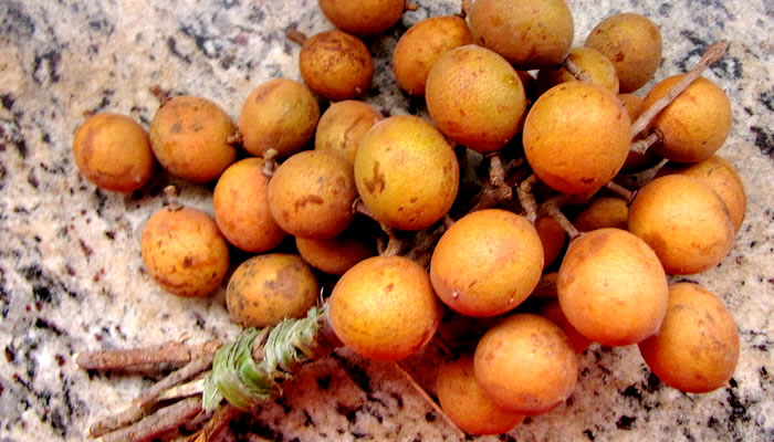 Frutas Típicas do Maranhão: Pitomba