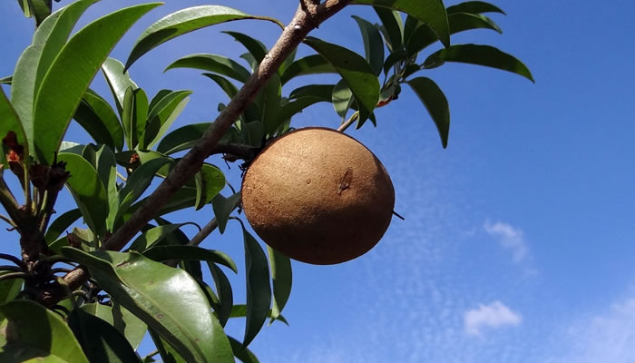 Frutas Típicas do Maranhão: Sapoti