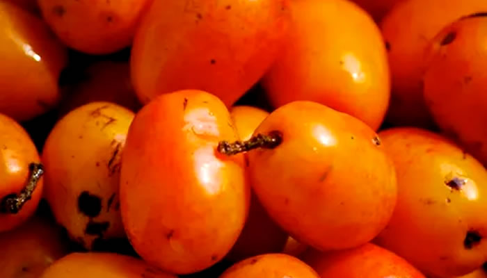 Frutas Típicas do Maranhão: Seriguela
