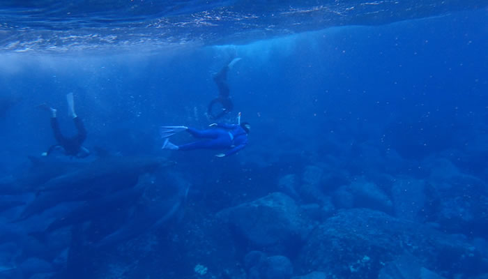 A ilha de Miyake-jima atrai turistas que procuram, dentre outras coisas, mergulhar com golfinhos