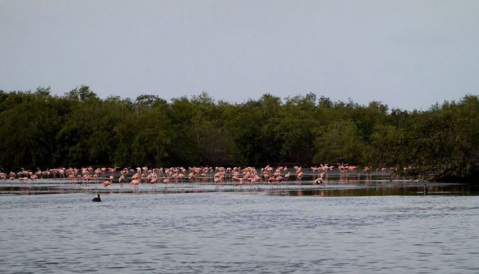 Pontos de Interesse do Suriname: Pássaros no pântano Bigi Pan, em Nieuw Nickerie