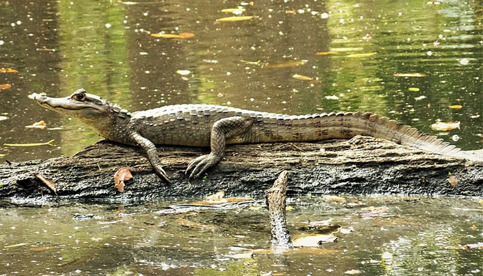 Animais Típicos e Endêmicos da Amazônia: Jacaretinga (Caiman crocodilus)