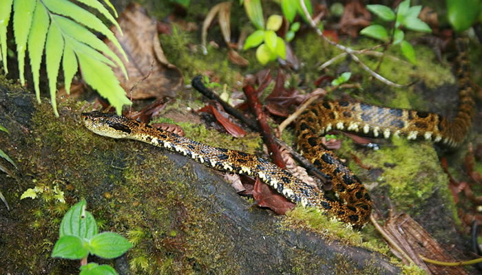 Animais Típicos e Endêmicos da Amazônia: Jararaca cinza (Bothrops taeniatus)