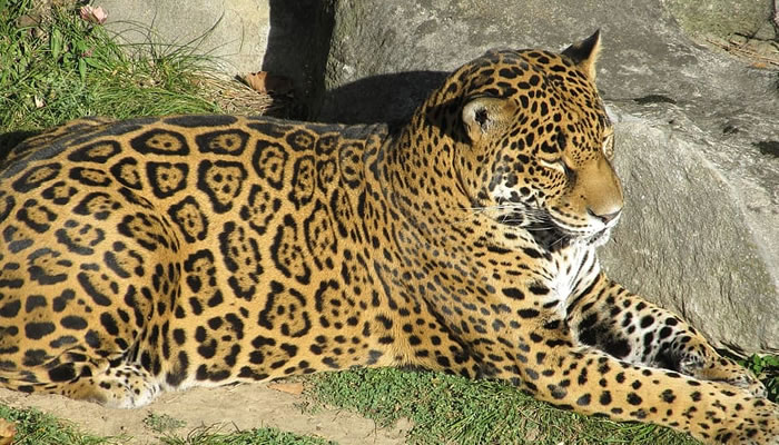 Animais Típicos e Endêmicos da Amazônia: Onça pintada (Panthera onca)