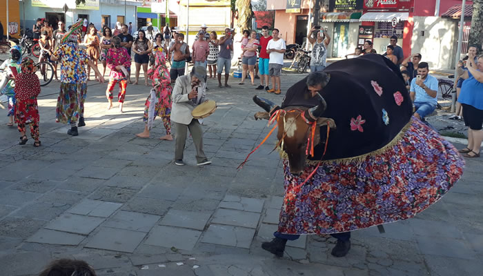 Danças típicas de Santa Catarina: Boi de Mamão 