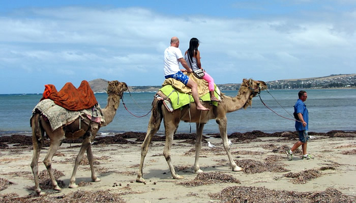 Camelos australianos