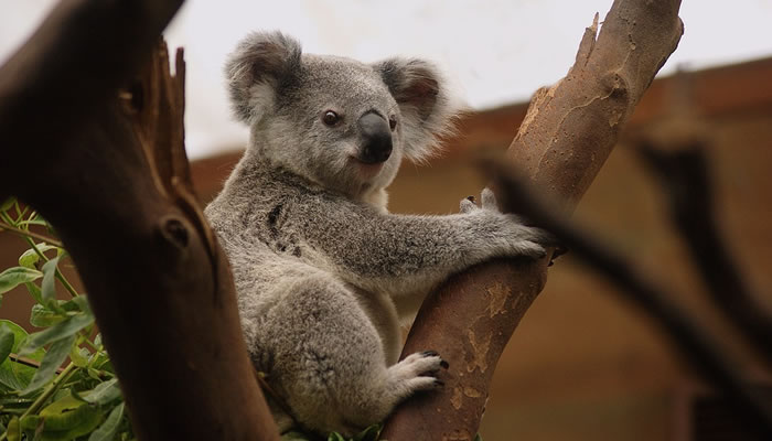 Koala em santuário na Austrália
