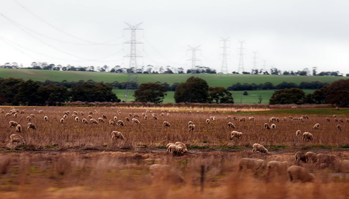 Criação de ovelhas na Austrália