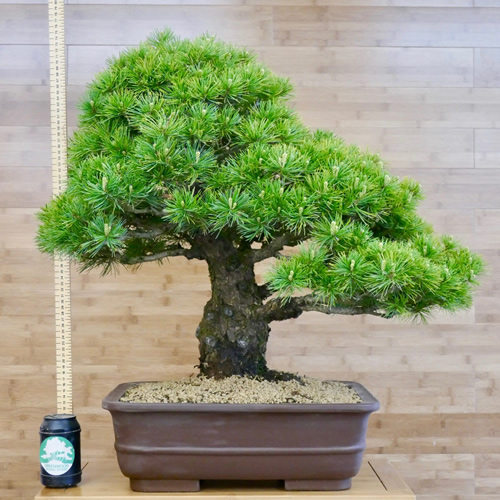 Bonsai White Pine