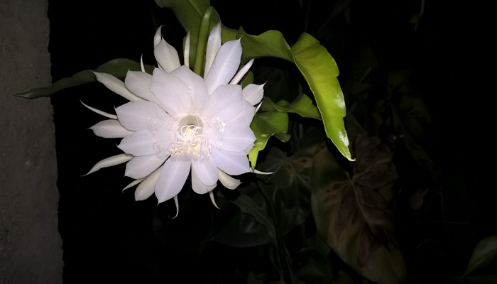 Flores mais raras do mundo: Dama da Noite
