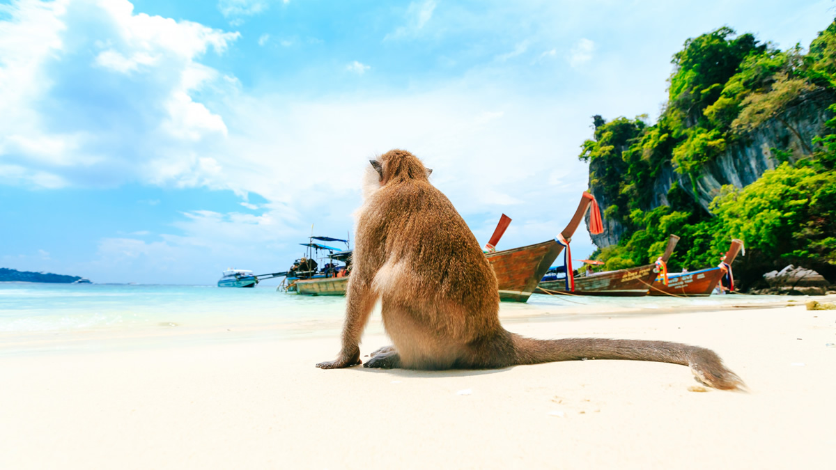 Ilha dos Macacos (Tailândia): Conheça e Saiba os Cuidados a se Tomar!