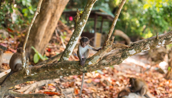 Filhotes de macacos na Ilha dos Macacos (Tailândia)
