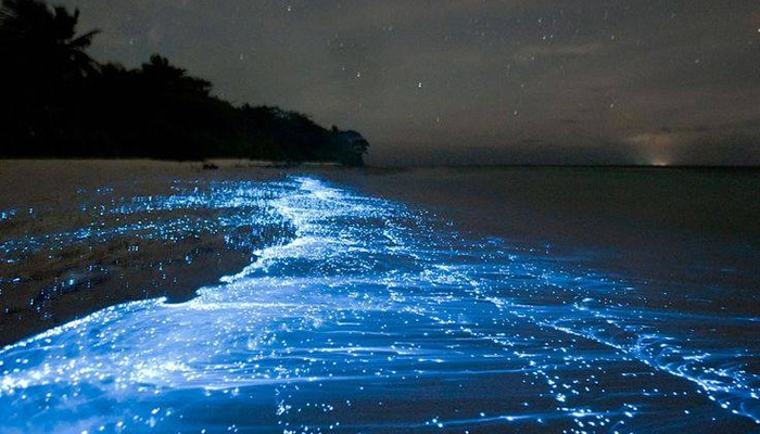 Praias que brilham no escuro: Mosquito Bay, Porto Rico