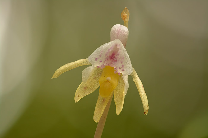 Flores mais raras do mundo: Orquídea fantasma