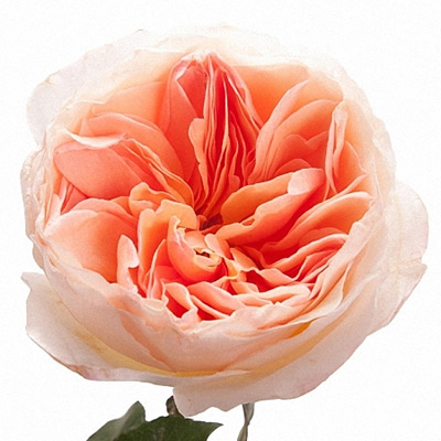 Flores mais raras do mundo: Rosa Juliet