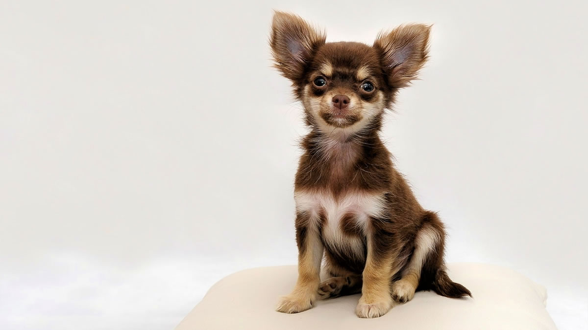 Cachorros de pequeno porte: Chihuahua