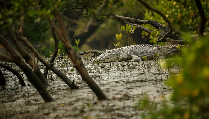 Animais mais perigosos do mundo: Crocodilo de água salgada