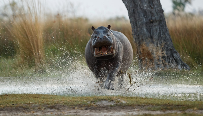 Animais mais perigosos do mundo: Hipopótamo
