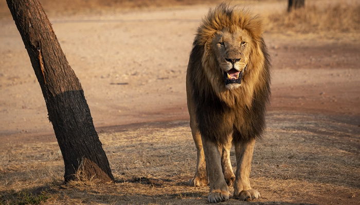 Animais mais perigosos do mundo: Leão africano