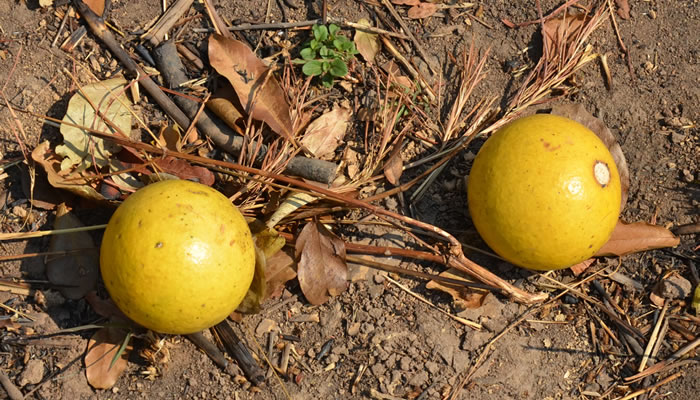 Frutas nativas da África: Monkey Orange