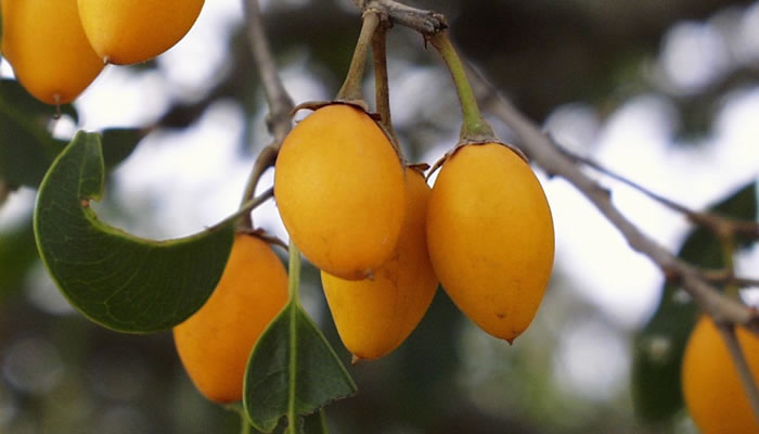 Frutas nativas da África: Red Milkwood