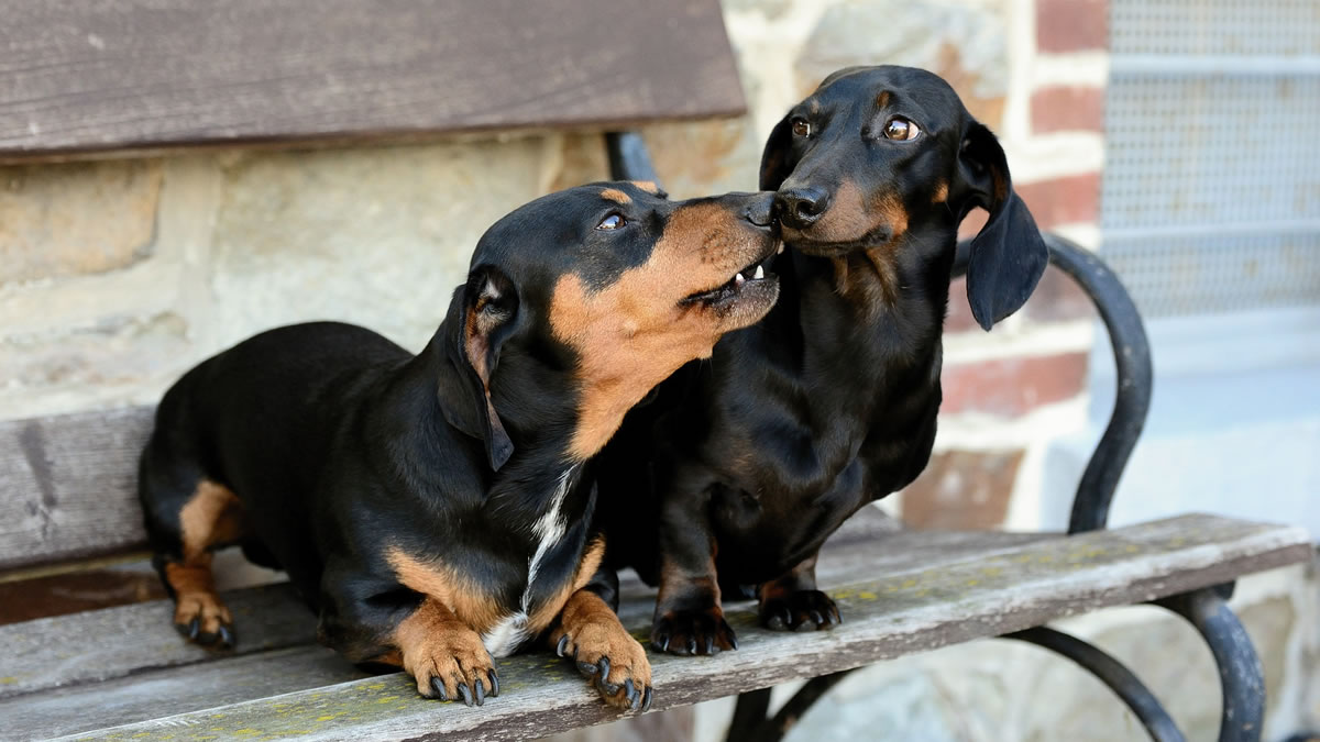 Cachorros de pequeno porte: Dachshund