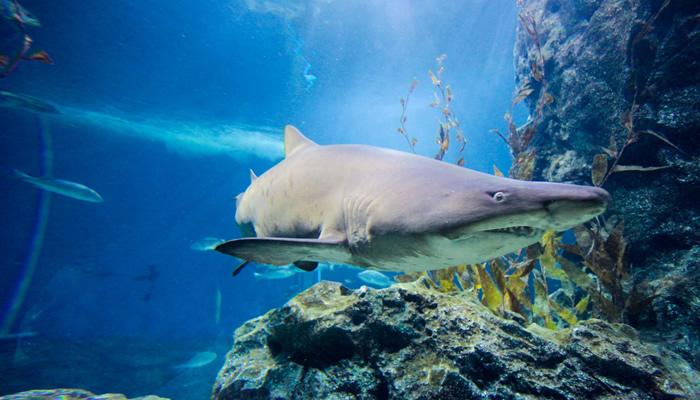 Animais mais perigosos do mundo: Tubarão branco