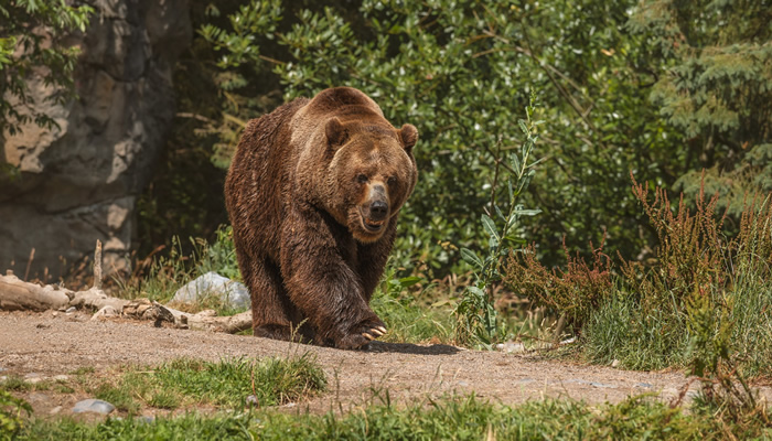 Animais mais perigosos do mundo: Urso pardo