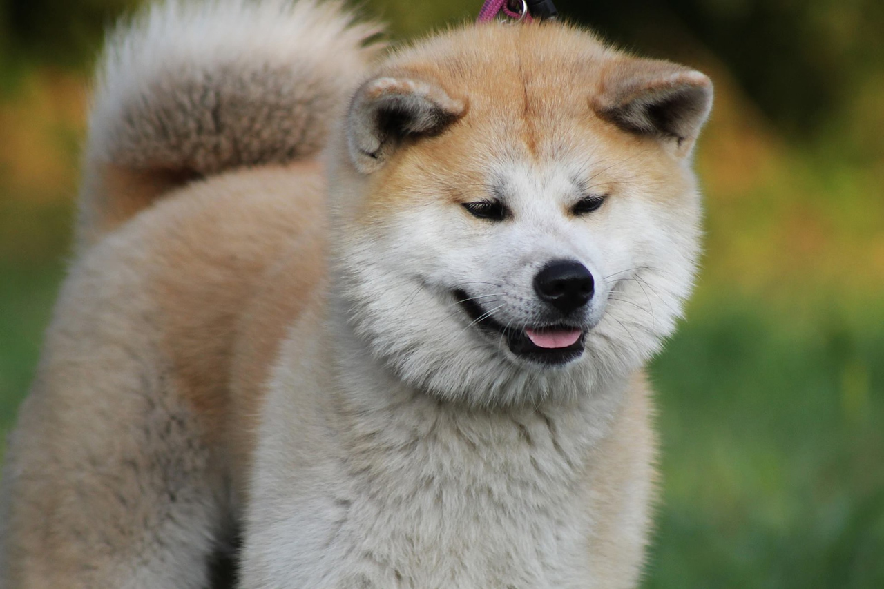 Raças de cachorros asiáticos populares: Akita