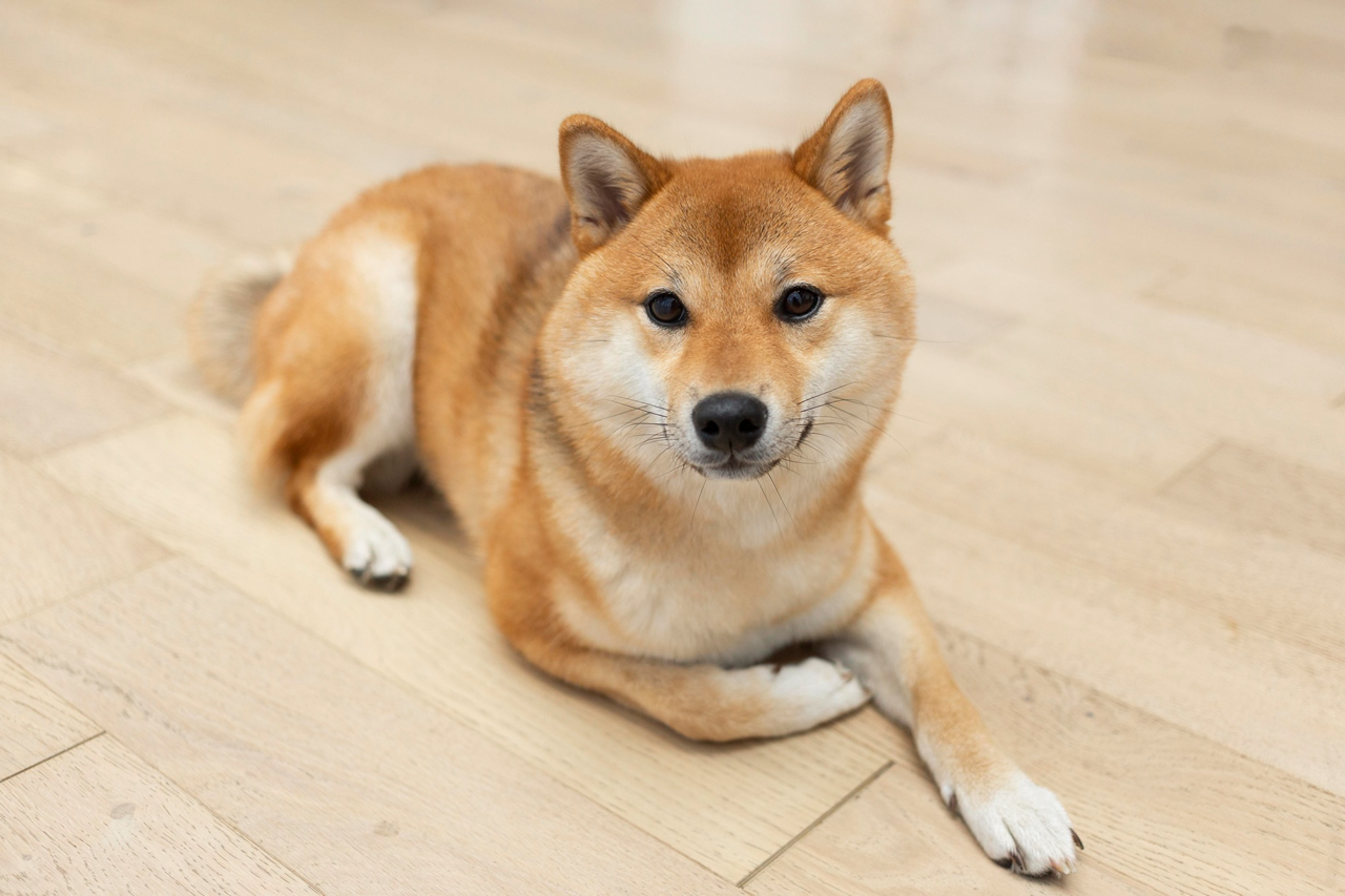 Raças de cachorros asiáticos populares: Shiba Inu