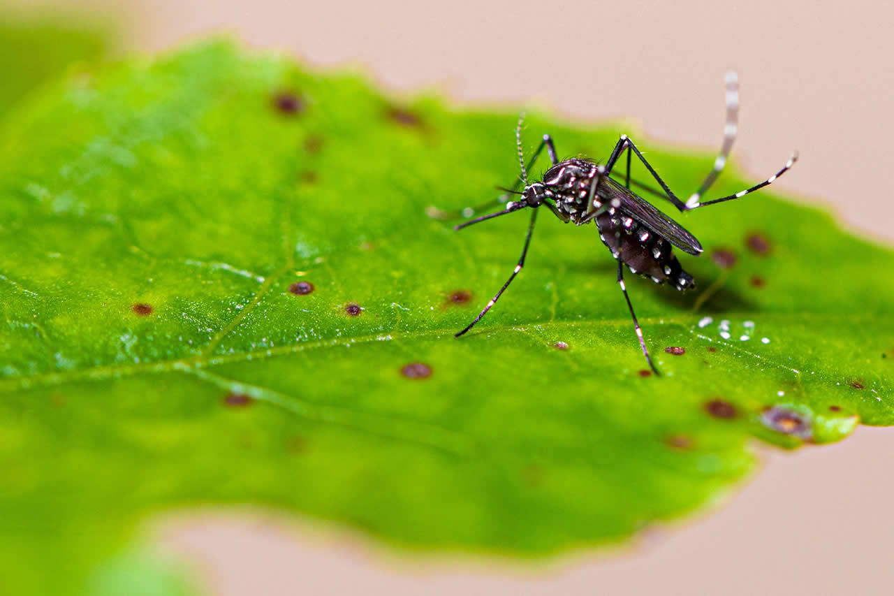 6 coisas que os mosquitos detestam: Siga essas dicas e afaste-os!