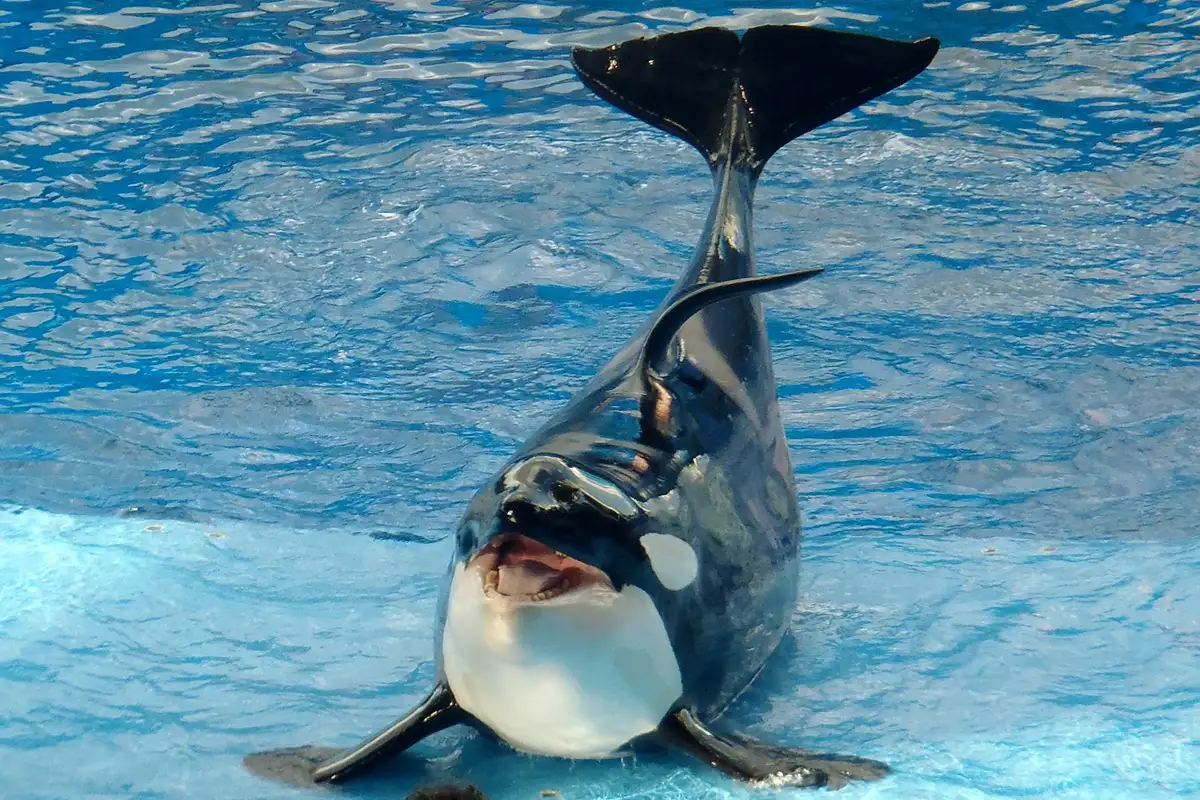Animais que vivem na Antártida: Orca