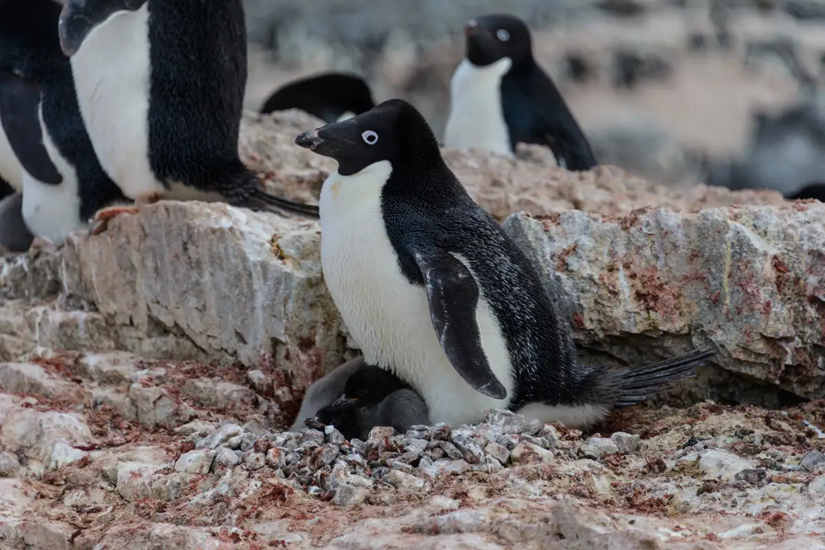 Animais que vivem na Antártida: Pinguins de Adélia