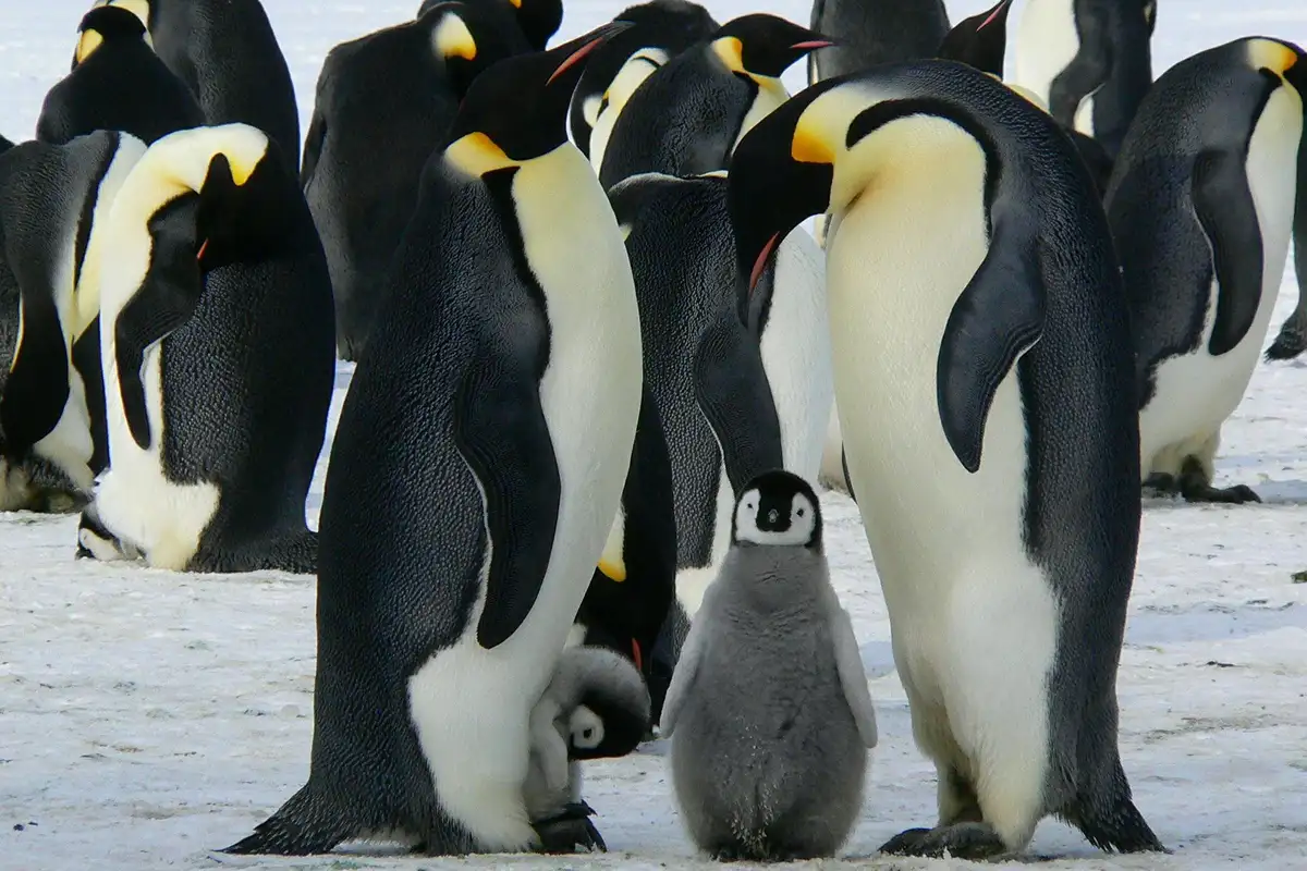 Animais que vivem na Antártida: Pinguim Imperador