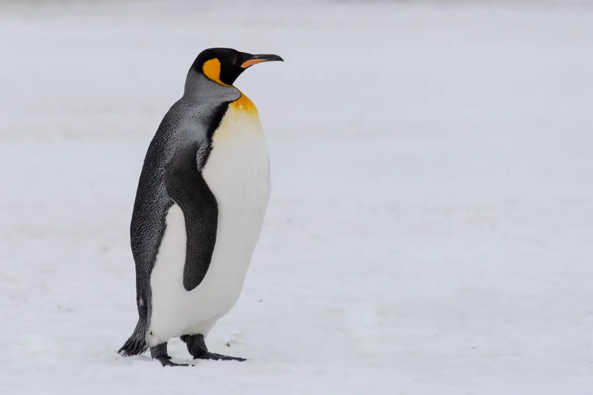 Animais que vivem na Antártida: Pinguim-Rei