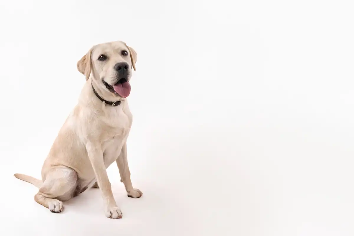 Raças de cachorros alegres: Labrador Retriever