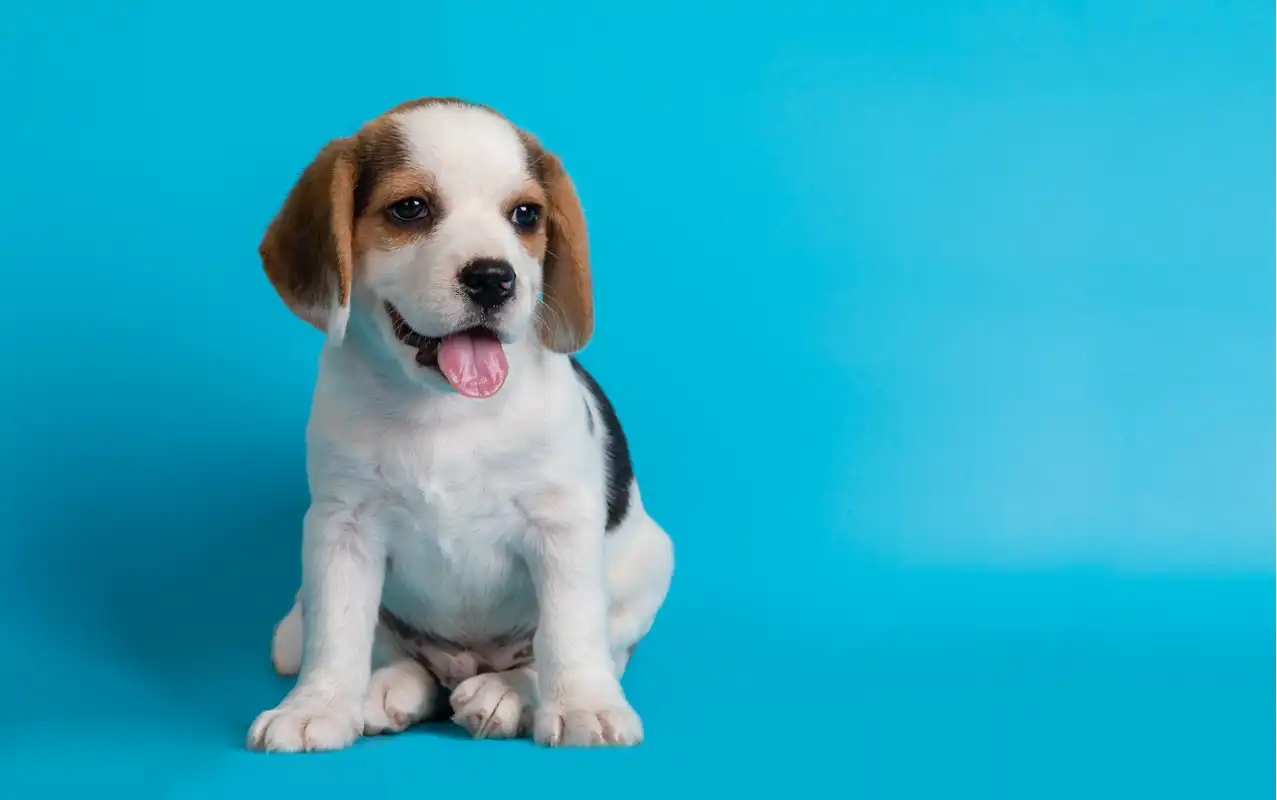 raças de cachorros alegres: beagle