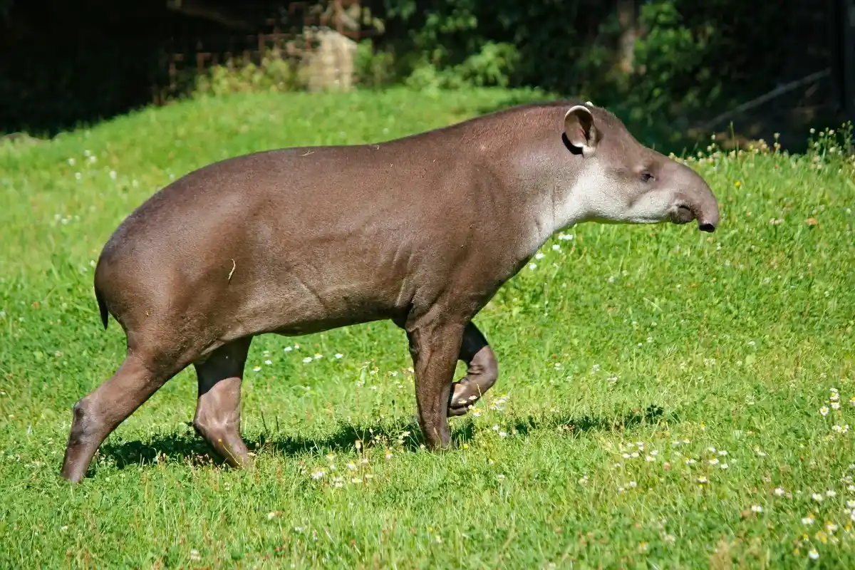 Anta-de-Baird é um animal exóticoal 