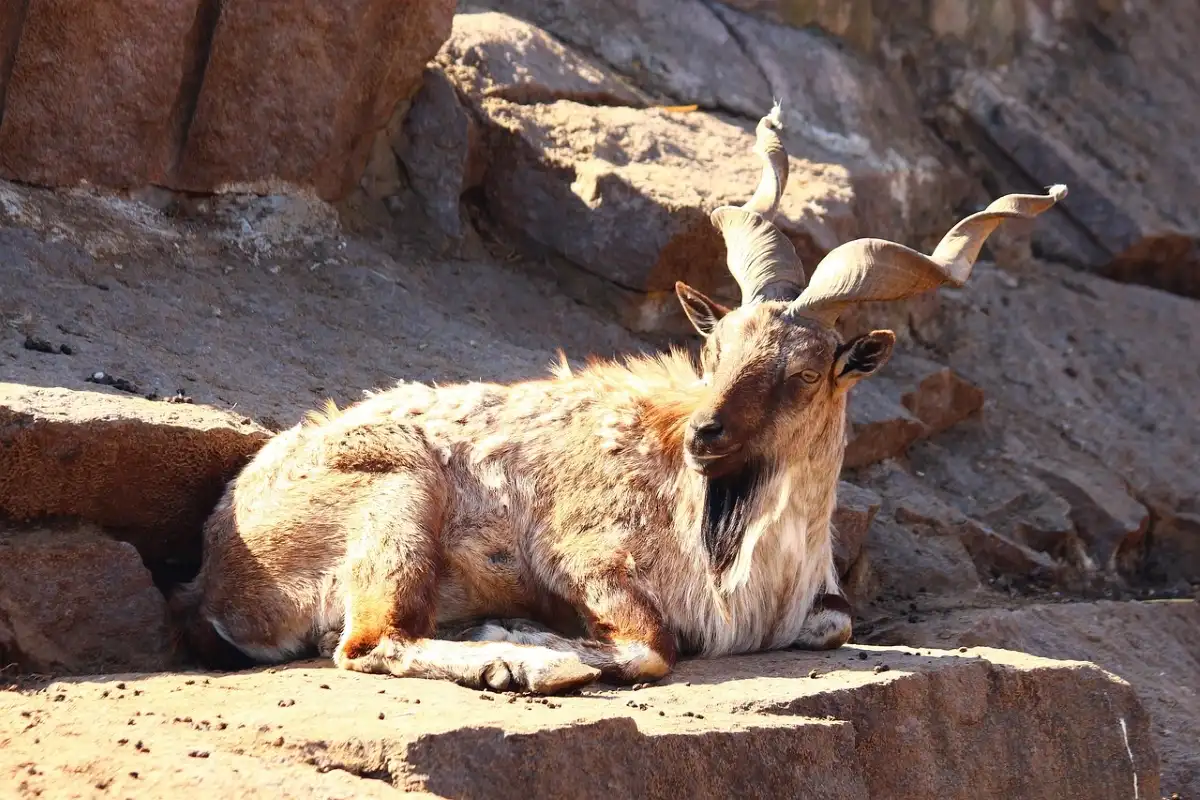 Markhor é um animal exótico 